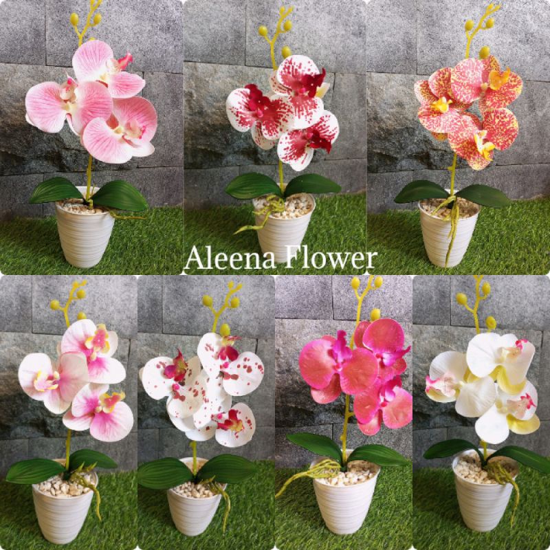 (COD) BUNGA ANGGREK HIAS LATEX K3 BUNGA ANGGREK PREMIUM BUNGA ANGGREK HIAS MURAH