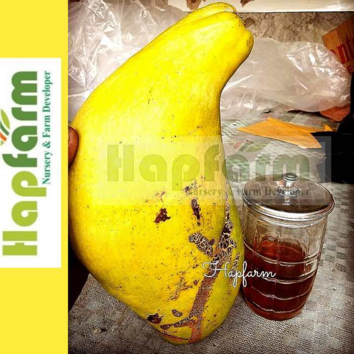 ENTRES MANGGA MAHATIR MANGGA SUPER JUMBO