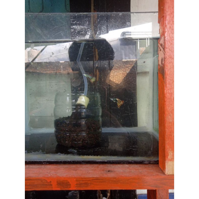 Ikan Guppy Leopard sepasang,4-6 bulan siap produksi bonus Guppy/cupang random