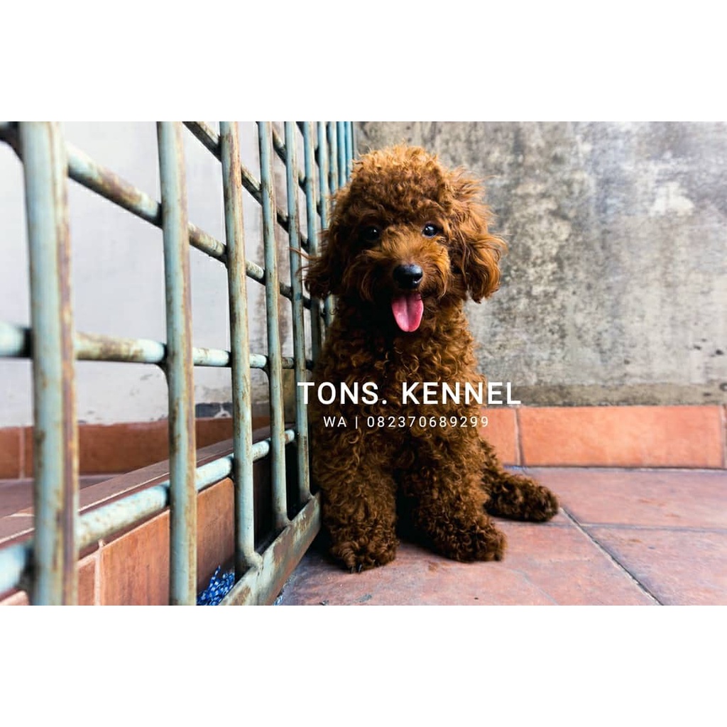 Jasa Kawin / Pacak Anjing Super Red Tiny Poodle Toy Poodle Medan Kaki Pendek Garansi Bloodline Import Taiwan &amp; Import Thailand (Kenji)