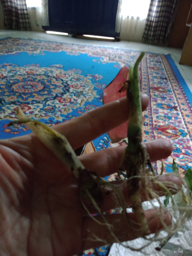 Cladium White Qween Bonggolan