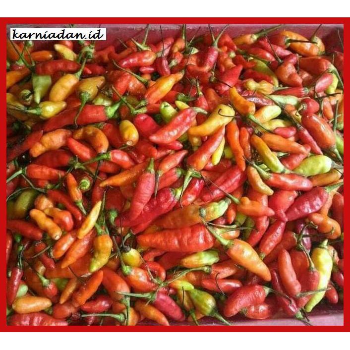 

Aneka-Sambal- Cabe Rawit Merah Petikan 100 Gr -Pedeeeeeezzzzzzz.