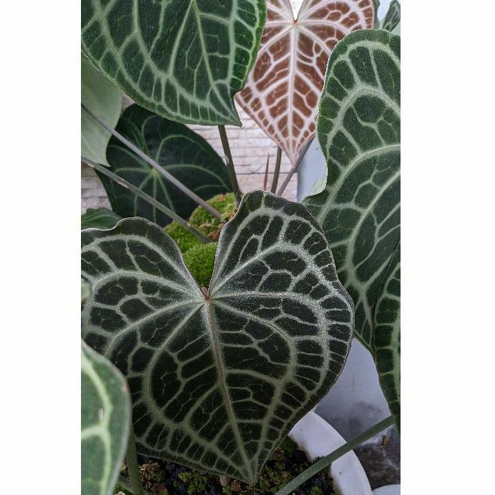 Anthurium Red Clarinervium | Red dot