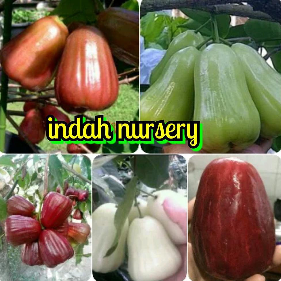 BIBIT TANAMAN BIBIT JAMBU AIR(JAMBU CITRA,MADU DELI,JAMAIKA,CITRA,JAMBU SUSU) *_@