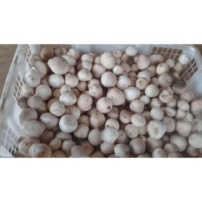 

Jamur Merang Segar/Fresh Straw Mushroom