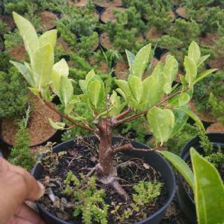 Bahan Bonsai Beringin Elegan Shopee Indonesia