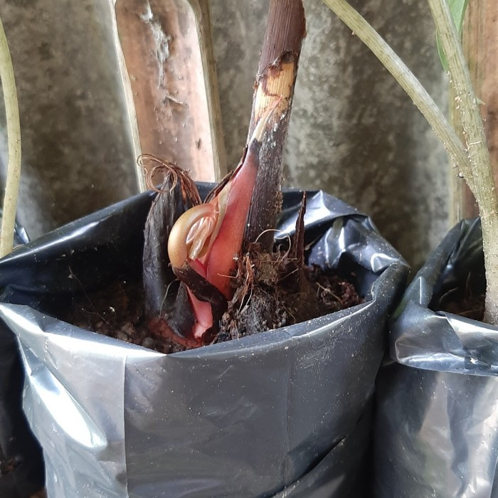 bibit kuping gajah tarantula