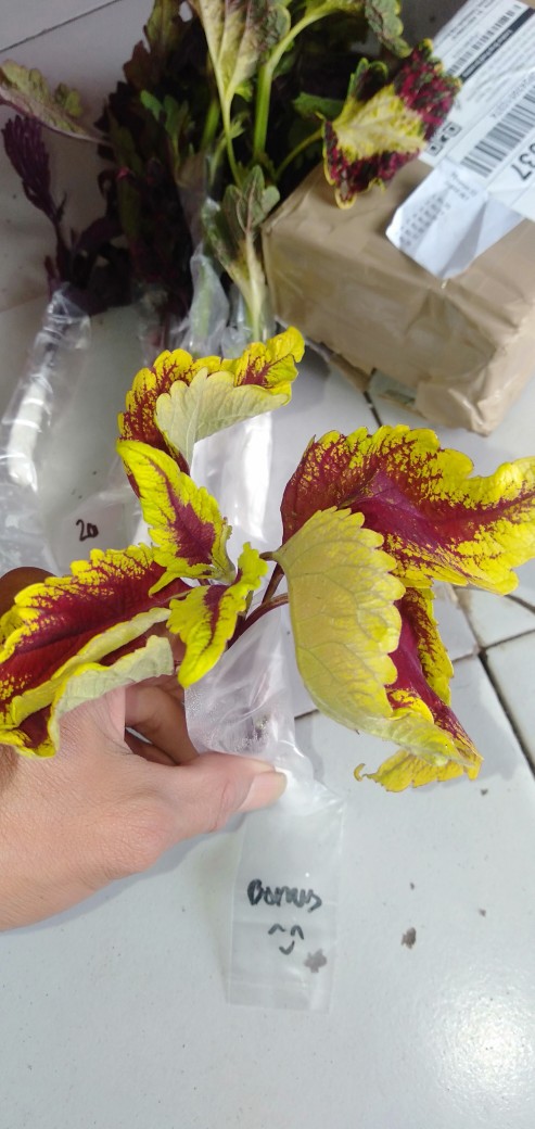 No 20 Tanaman Hias Miana/coleus/iler/jawer Kotok