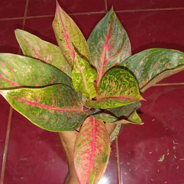 TANAMAN HIAS AGLONEMA TIARA