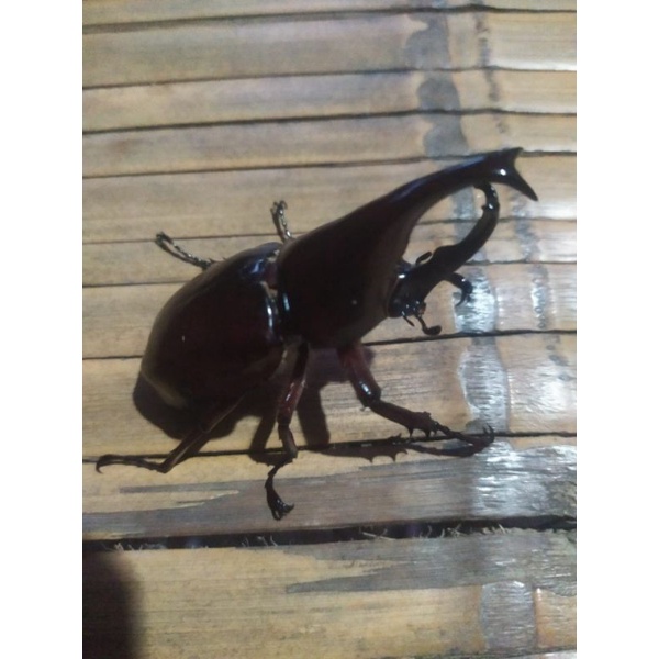 kumbang gidion tanduk 2 hidupan 1 pasang