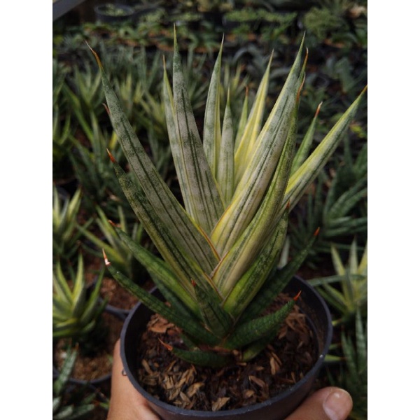 Sansevieria Gracilis varigata