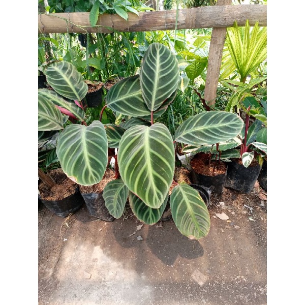 calatea ecuadoriana jumbo indukan