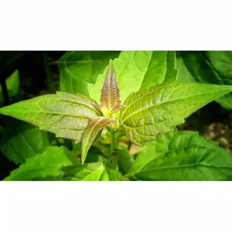 

Daun Kirinyuh atau Kopasanda Marenggo Segar 400gram