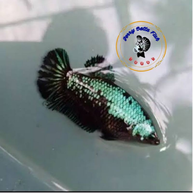 ikan hias-cupang Black Samurai betina-size dewasa-harga per 1 ekor