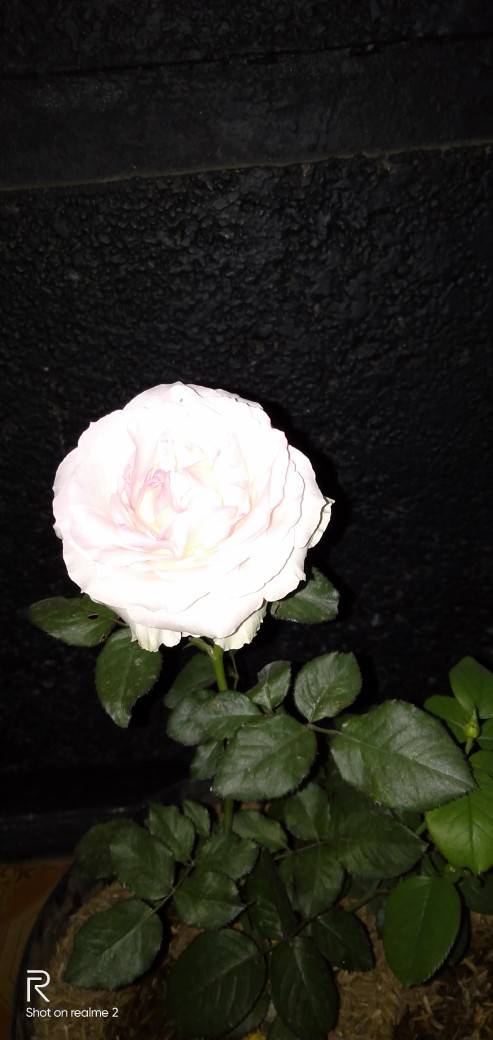 Sprei Batik Pekalongan Fn229