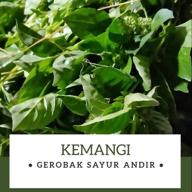 

Kemangi /ikat