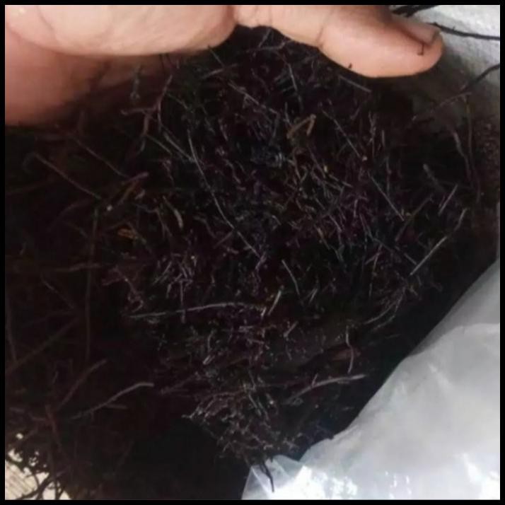 

Diskon Pakis Cacah Fermentasi 1Kg