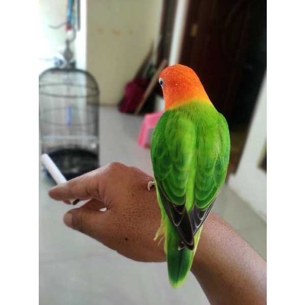 lovebird green biola