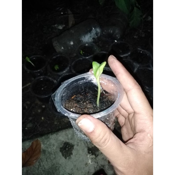 bibit bunga matahari