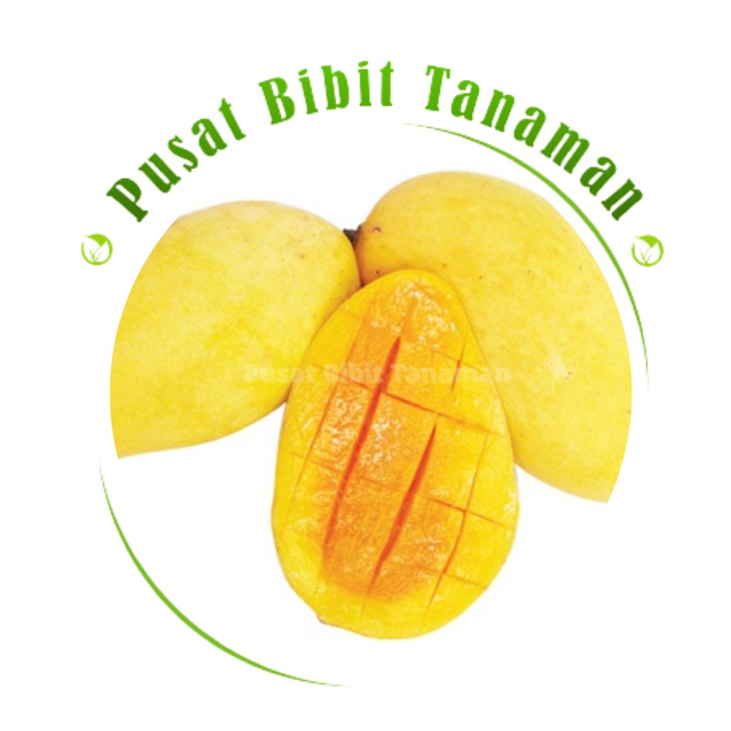 Bibit  Mangga Chokanan mangga chokanan tanaman buah hidup siap tanam