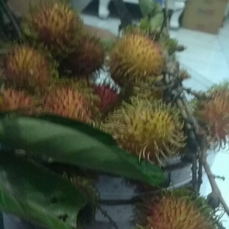 

rambutan