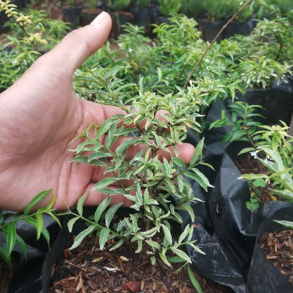 anting putri micro varigata