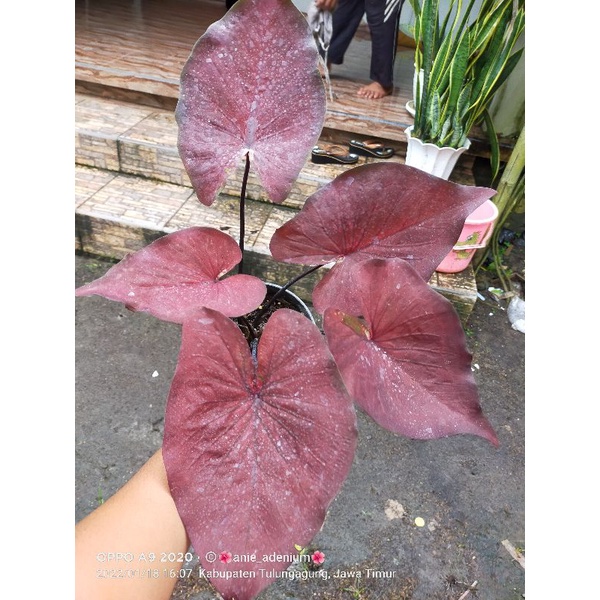 caladium dealova
