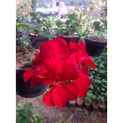 Bunga Geranium gantung Merah tanaman hias