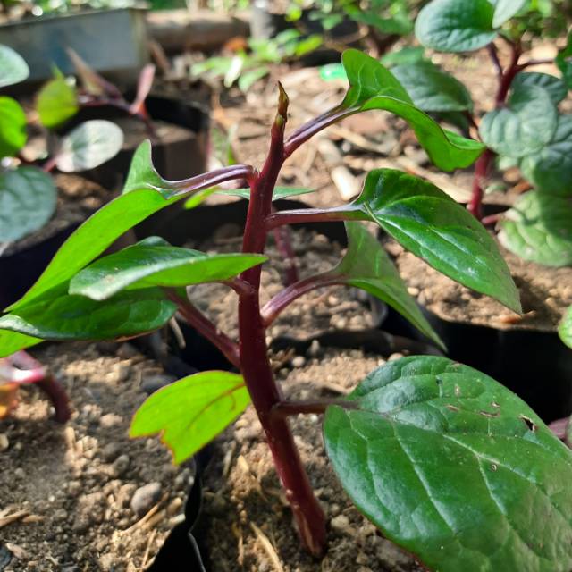 Bibit Tanaman Binahong merah / bibit binahong, tanaman binahong,