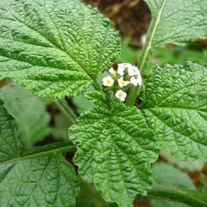 

Daun Sangketan Segar 1 Kg Termurah