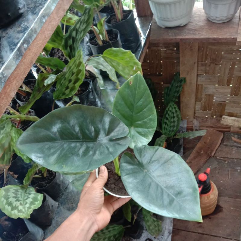 

alocasia regina bonggolan bertunas