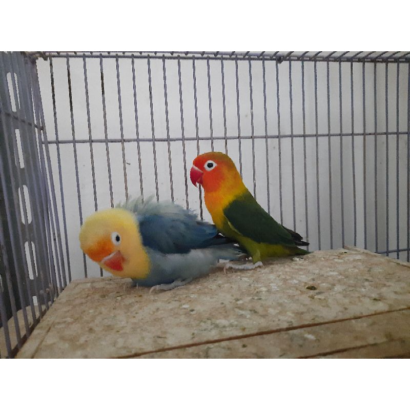 Lovebird green/biola blue x biola pb