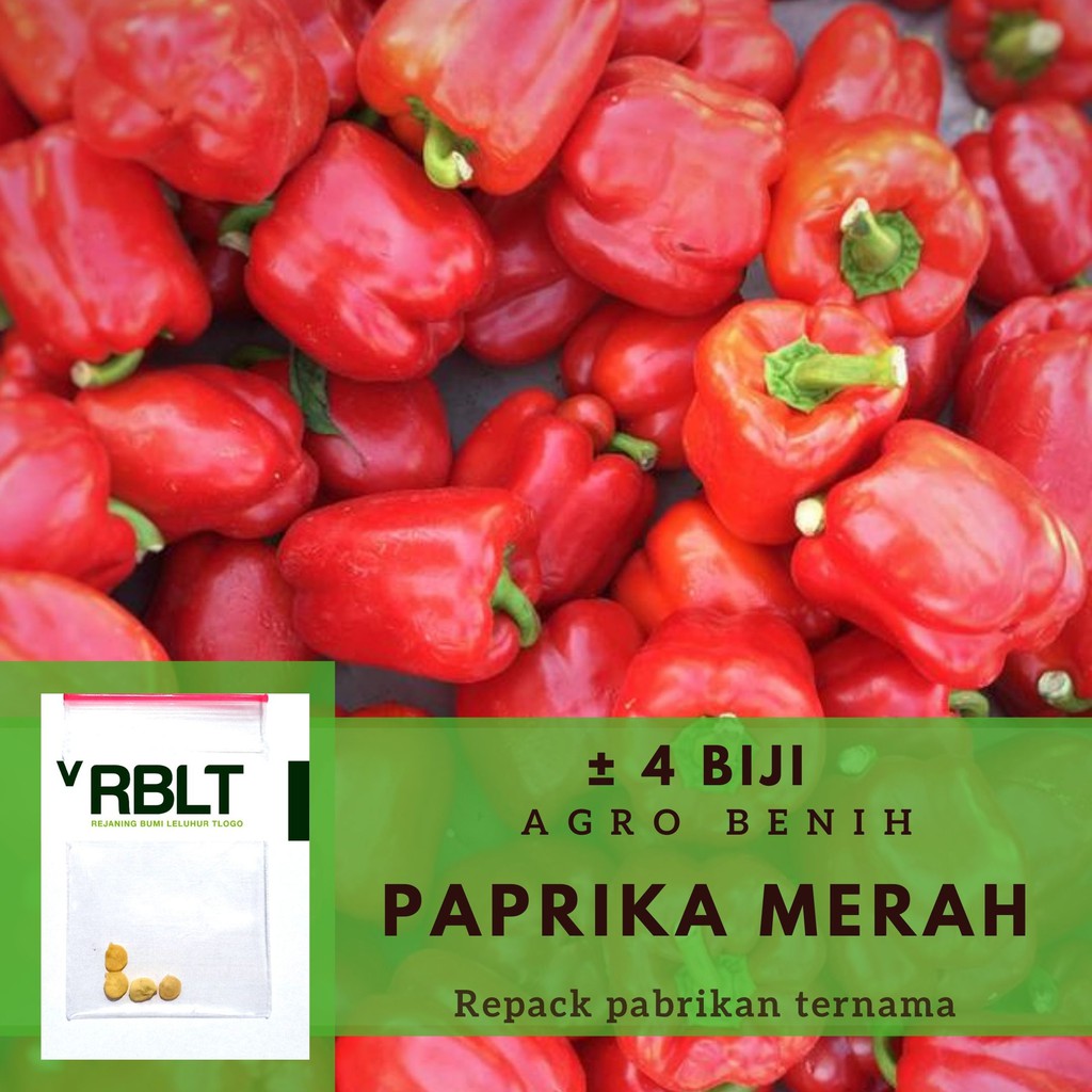 Jual Bibit Paprika Merah Red Star F Hibrida Benih Sayuran Known You Seed Tanaman Sayur Unggul