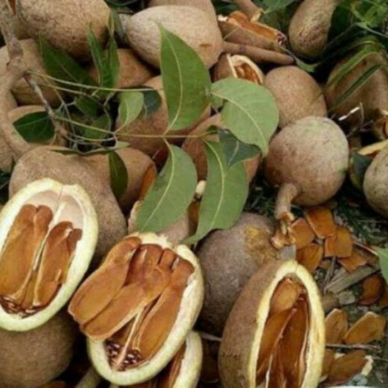 

BUAH MAHONI PER BIJI