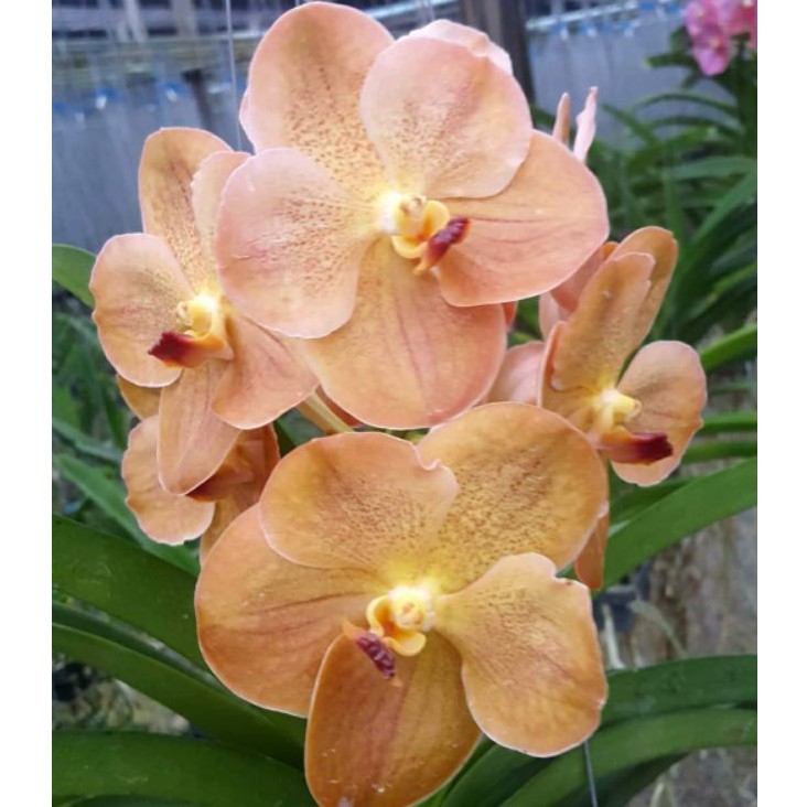 Anggrek Vanda Dewasa Bunga Jumbo Warna Peach