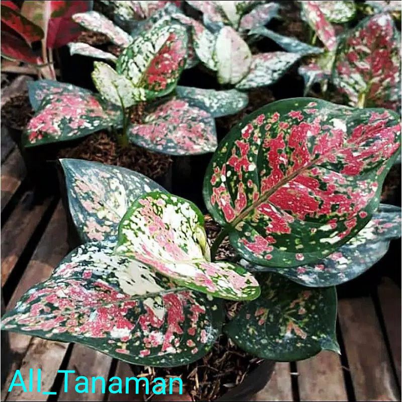 Bonggol Aglonema Three Colour / Bonggol aglonema tri colour / aglonema tricolor