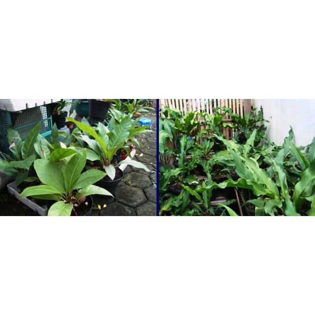 Bibit Tanaman GELOMBANG CINTA
