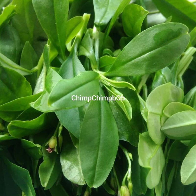 

DAUN GINSENG SEGAR 200 GRAM SEHAT ALAMI / GINGSENG FRESH