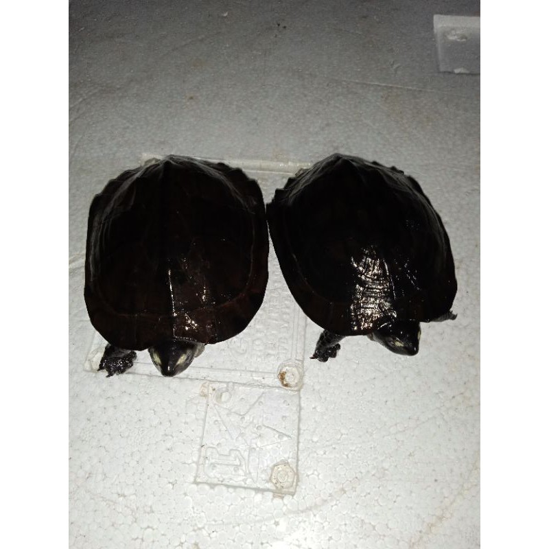 paket sepasang kura piput