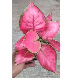 aglonema pink katrina