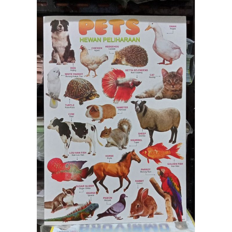 

Poster Hewan Peliharaan