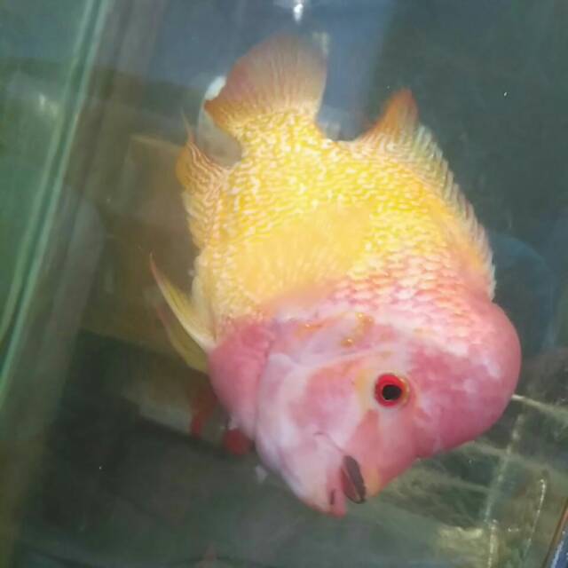 

IKAN LOUHAN BERKUMIS