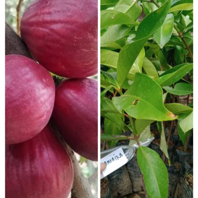 Bibit Jambu jamaika