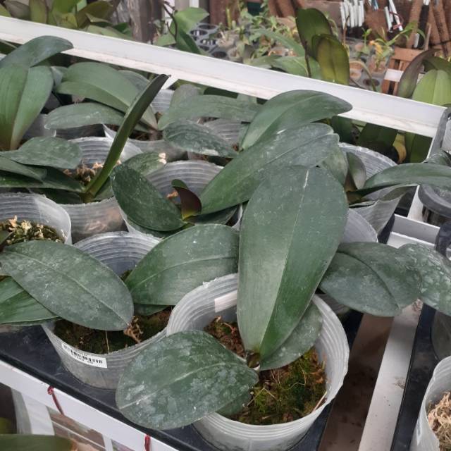 Bunga Anggrek Bulan Dewasa Besar