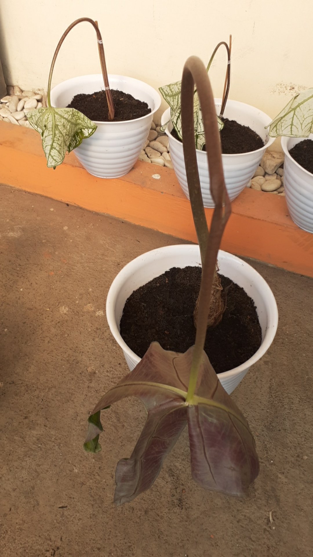 Alocasia Kupng Kelinci Murah