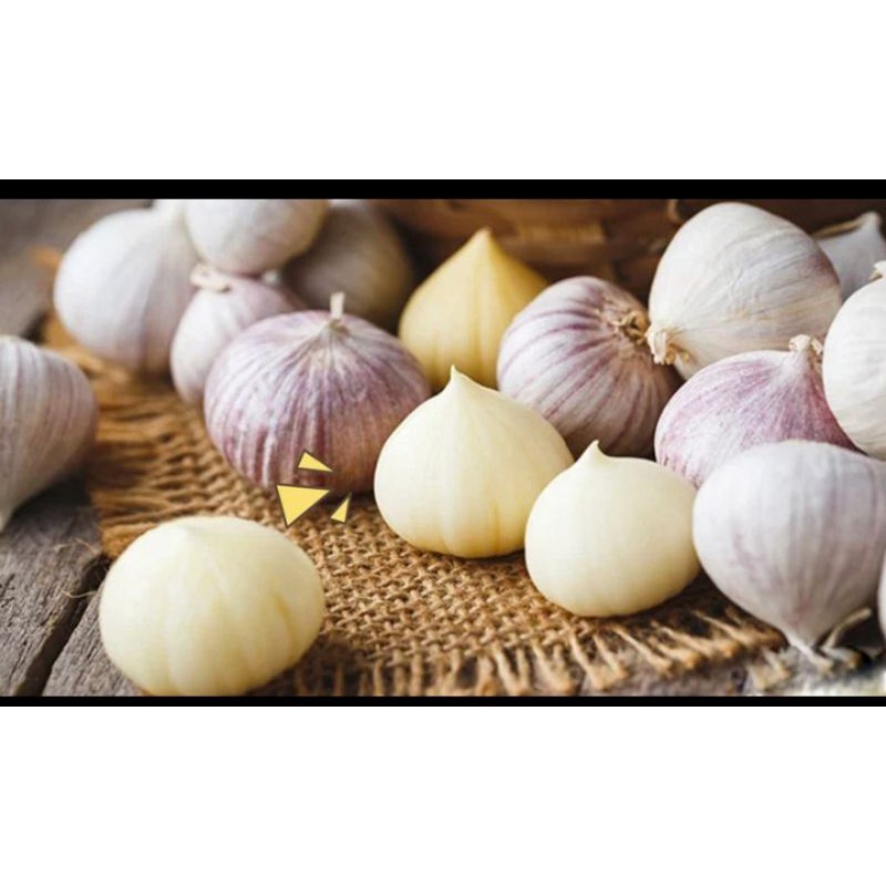 

bawang tunggal / bawang lanang