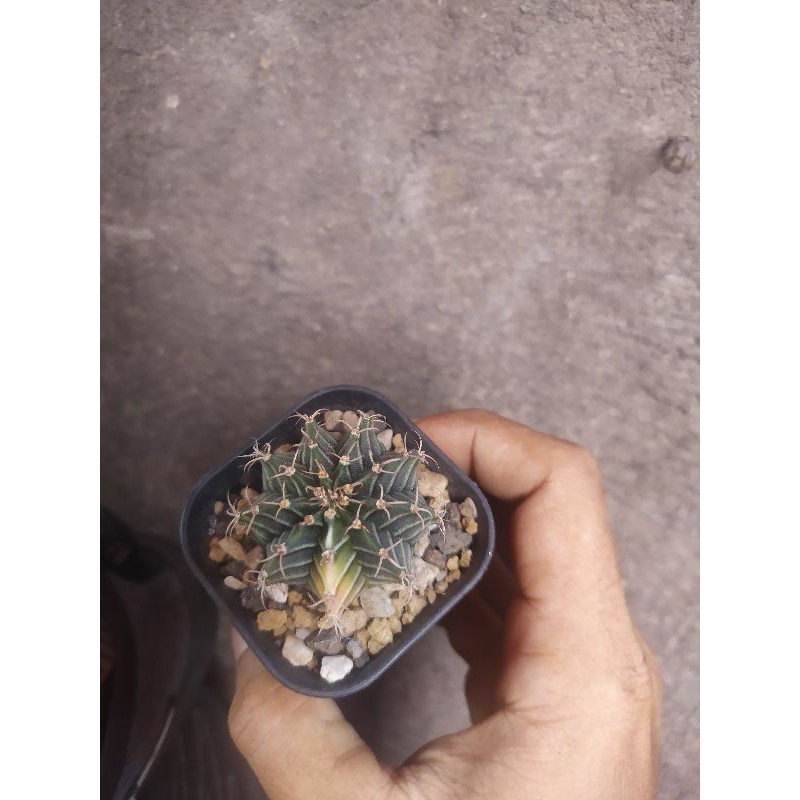 Cactus Kaktus LB Hybrid Varigata 8 Ribs