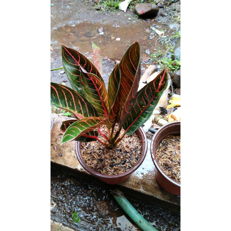 PRIDE OFF SUMATERA RED AGLONEMA RED SUMATERA