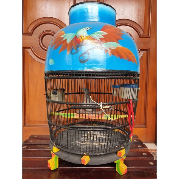 burung perkutut Bangkok