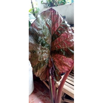 alocasia serendipity variegata